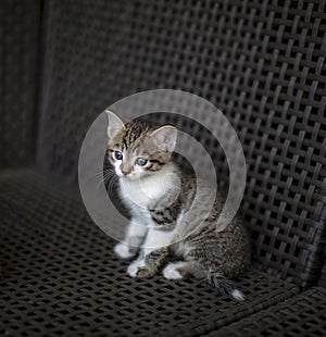 Little kitten striped white coloring with blue eyes sitting on a wicker chair