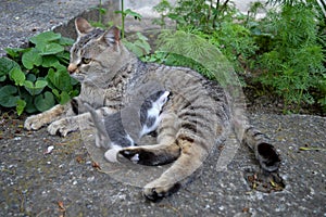 little kitten is sucking mom