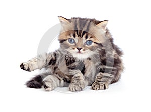 Little kitten tabby british isolated looking down