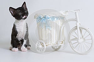 Little kitten Ural Rex sitting next to a toy bike looking up,  on a white background. Color: black bicolor