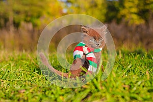 Little kitten on a walk with a color scarf. The kitten is walking. Pet. Fluffy smoky cat with a haircut. Groommer haircut cat.