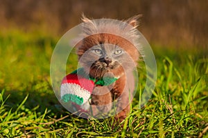 Little kitten on a walk with a color scarf. The kitten is walking. Pet. Fluffy smoky cat with a haircut. Groommer haircut cat.