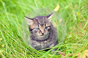 Little kitten walking in the gras