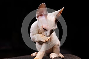 little kitten washes on a black background