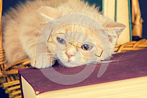 Little kitten wearing glasses