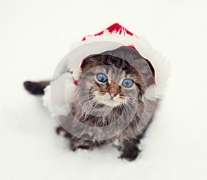 Little kitten wearing Santa's hat