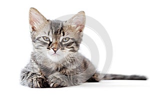 Little kitten on white background