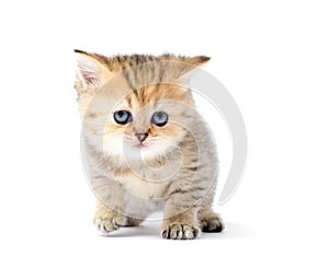 Little kitten on white background