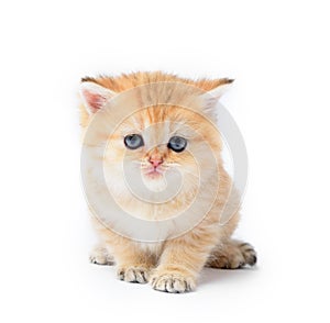 Little kitten on white background