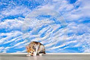 Little kitten on windowsill against a background of blue sky with clouds