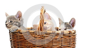 Little kittens in a basket