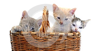 Little kittens in a basket