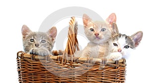 Little kittens in a basket