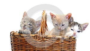 Little kittens in a basket