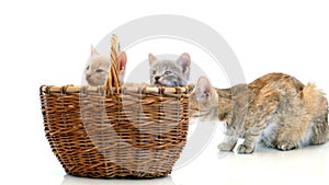 Little kittens in a basket