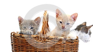 Little kittens in a basket