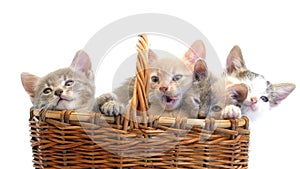 Little kittens in a basket