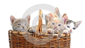 Little kittens in a basket