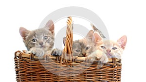 Little kittens in a basket