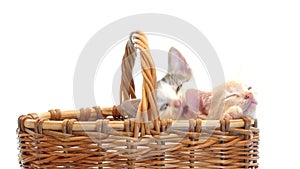 Little kittens in a basket