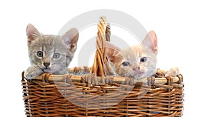 Little kittens in a basket