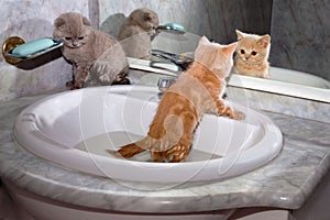 Poco gattini fare il bagno il lavandino 