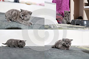 Little kittens playing on the carpet, multicam, grid 2x2 screen