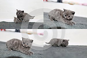 Little kittens playing on the carpet, multicam, grid 2x2 screen