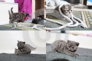 Little kittens playing on the carpet with rope, multicam, grid 2x2 screen