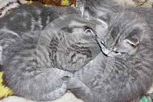 Little kitties of Scottish Fold