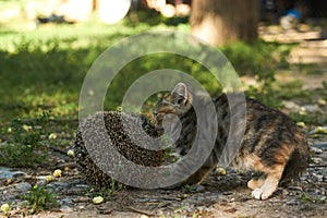 The little kitty cat playing with the hedgehog