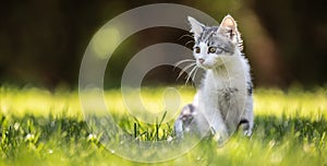 A little kitty cat sitting on a grass in the garden. She has fluffy fur and sharp ears and curious mind