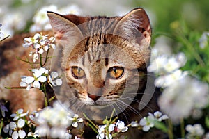 Little kitty in the garden