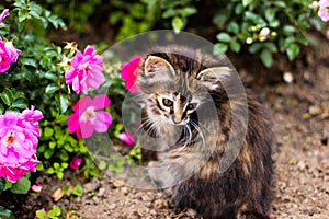 Little kitty, kitten and pink flower