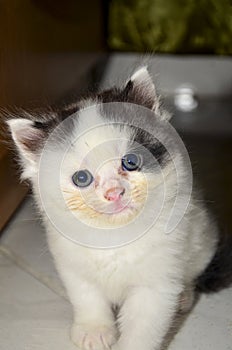 Little kitty looking straight at the camera