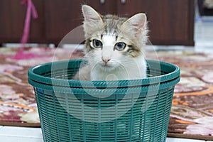 Little kitty in a onion storage