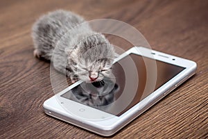 Little kitty sits at cell phone. Kitten is displayed on phone s