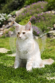 Little kitty sitting in the garden