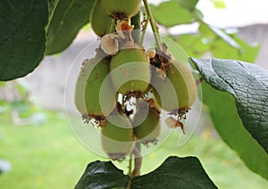 little kiwis in my kiwi tree