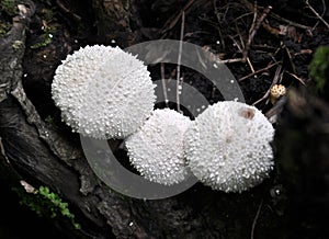 Little known edible mushrooms Lycoperdon perlatum