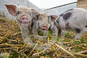 Little kune kune pigs eating fresh grass