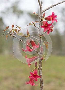 Little Kurrajong, Brachychiton bidwillii flowers