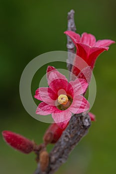 Dwarf kurrajong Brachychiton bidwillii, red flower