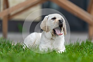 little labrador puppy lies on the grass and yawns. eyes covered