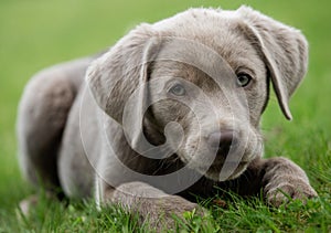 A little labrador puppy is playing outside