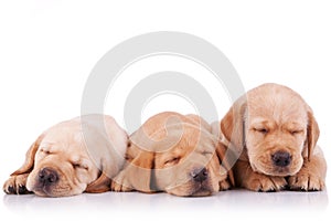 Little labrador retriever puppies sleeping