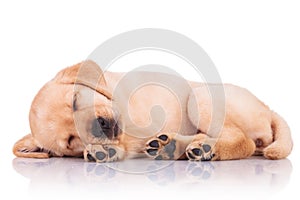 Little labrador retriever puppy dog showing its paws while sleep
