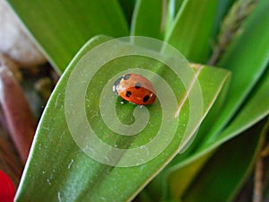 Little ladybird