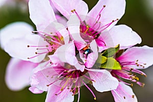 The little ladybird is hidden in a beautiful pink bloom