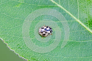 Little ladybird on pear leaf